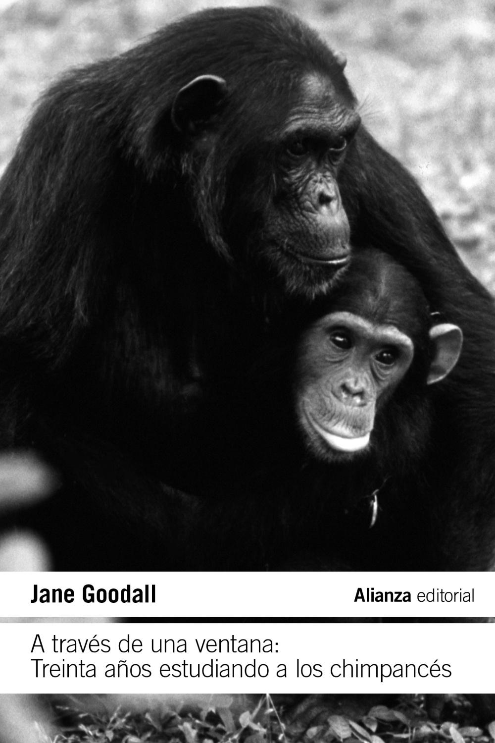 A Través de una Ventana: Treinta Años Estudiando a los Chimpancés. 
